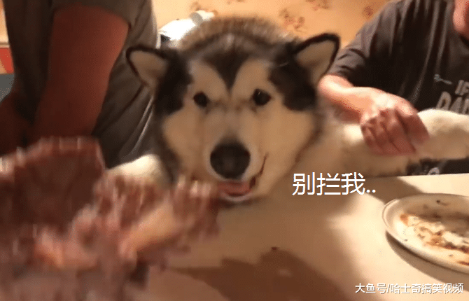 阿拉一百多斤了，不给吃肉还掀桌子，自己多胖心里没数呢？