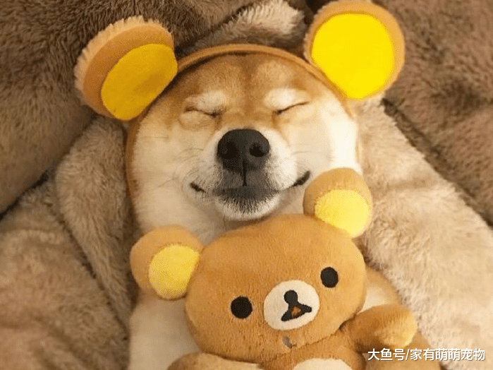 最皮的5种狗狗, 非常奇葩, 能让你哭笑不得!