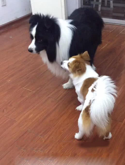 男子好心收养全身是伤的流浪狗，两个月后模样蜕变，网友：真漂亮