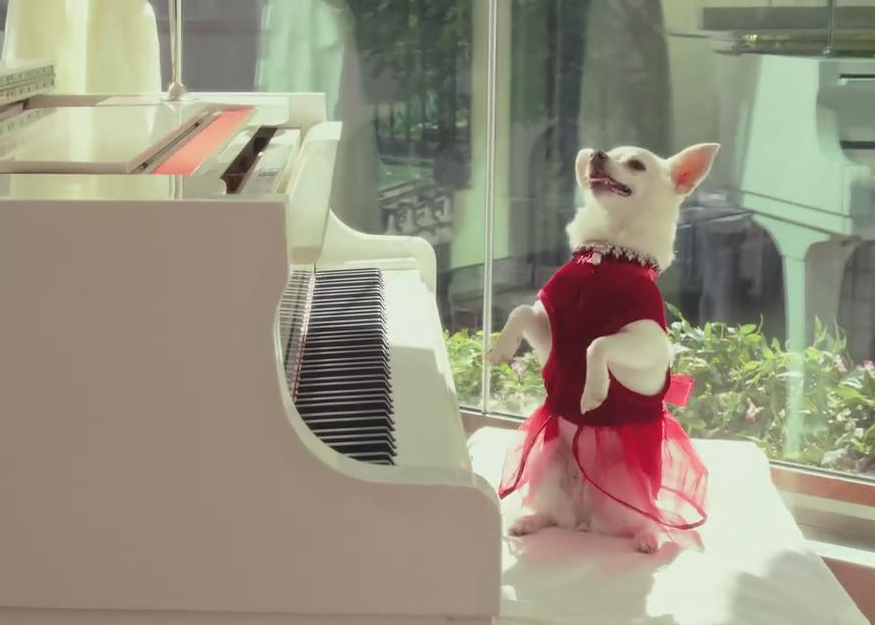 就是要打扮我的狗！又美又拽的女王范儿，主人的口袋已掏空