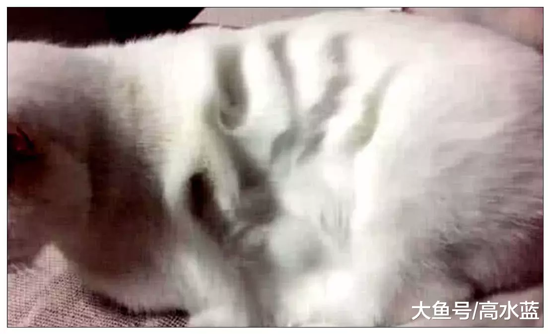 女子用手压在猫咪身上，接下来的一幕，让她顿时傻眼了！