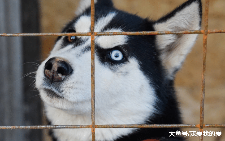 萌宠一家当哈士奇的生命……如果你也养宠物，请你善待它