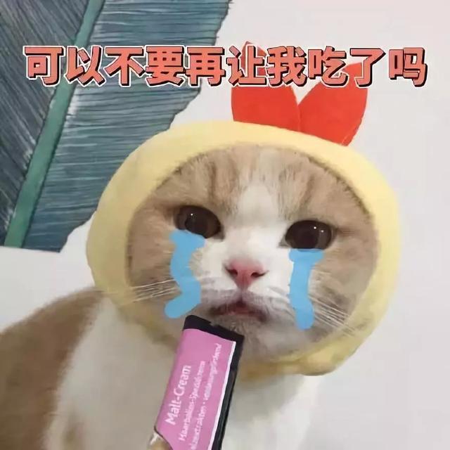 猫咪挑食？天性使然！酸甜苦鲜咸，谁才是猫最爱？