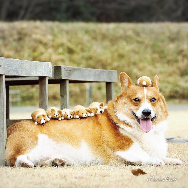 肥臀柯基的育仔日记，带领毛毡娃娃上山下海：看，这都是我的小弟