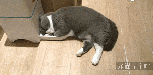 全网混的最差的猫来了