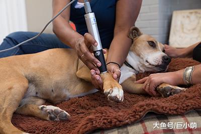 揭秘：激光对狗狗是安全的吗？激光治疗是怎样一种存在？