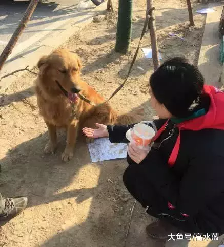 出差将金毛送回乡下，几天后老爸打电话：要炖了你的狗