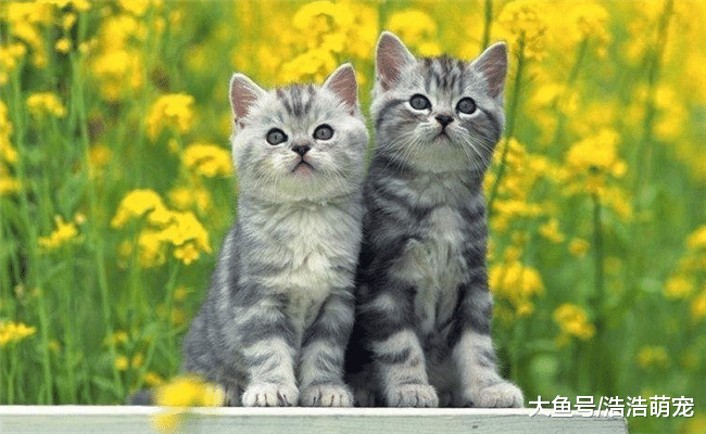 为什说养猫比养狗好? 原因有5个, 都很现实