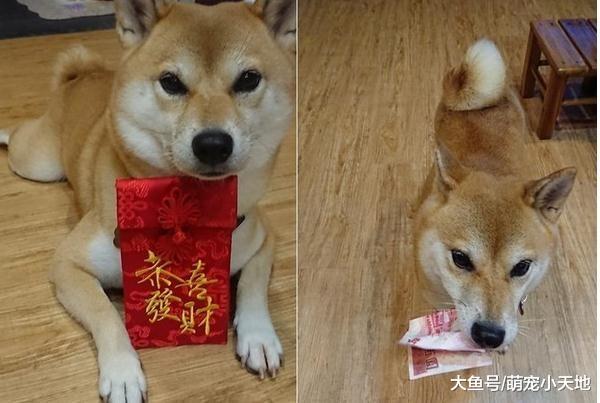 姐姐生理期半夜痛醒，贴心柴直奔拿“万能止痛药”让她笑翻