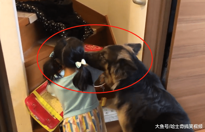 小女孩一回家，德牧就赶着她去写作业，其实是有“原因”的