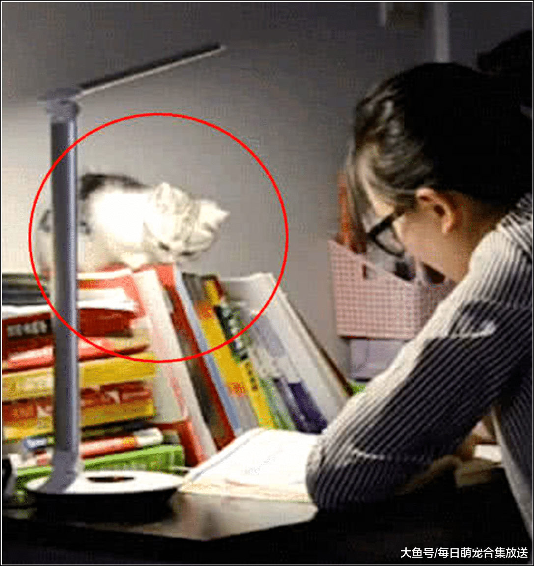 女主熬夜学习，小奶猫在一旁陪伴不肯离去，随后一幕萌翻了