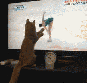 搞笑gif: 这就是我为什么不找对象的原因, 真的, 我养不起啊!