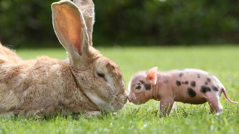 茶杯猪只有茶杯那么大，它是新品种的杂交