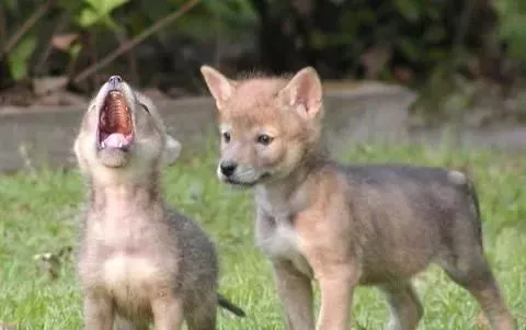 捡到小土狗交给了警察，兽医瞧了半天：你捡的可不是狗啊