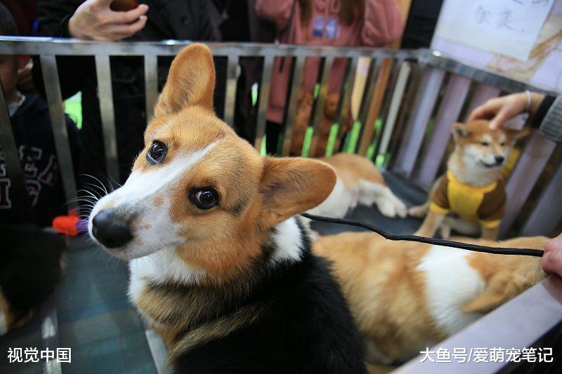 喂养“小短腿”柯基犬，除了知道它呆萌，你还得知道这些东西