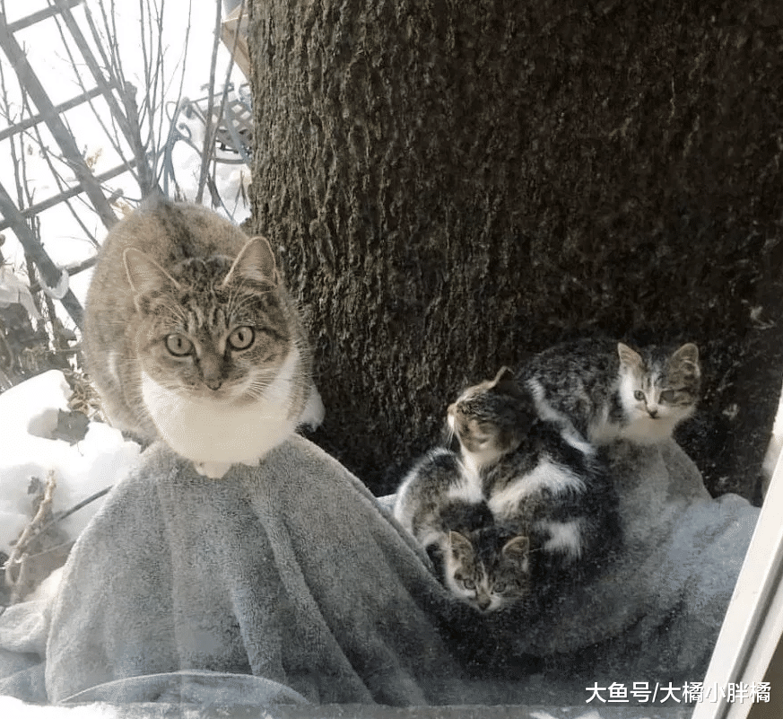 流浪猫带着3只小猫向女子求助，它却跑掉了，2年后被冻得又来求助