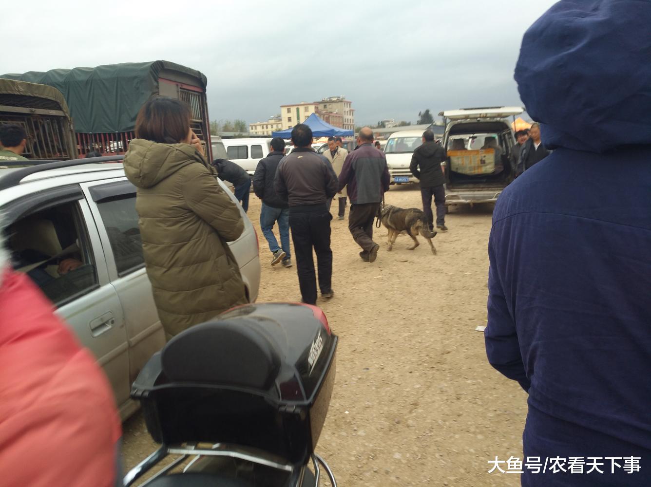 狗市: 昆明犬被卖作肉狗, 男子觉得可惜将其救下!