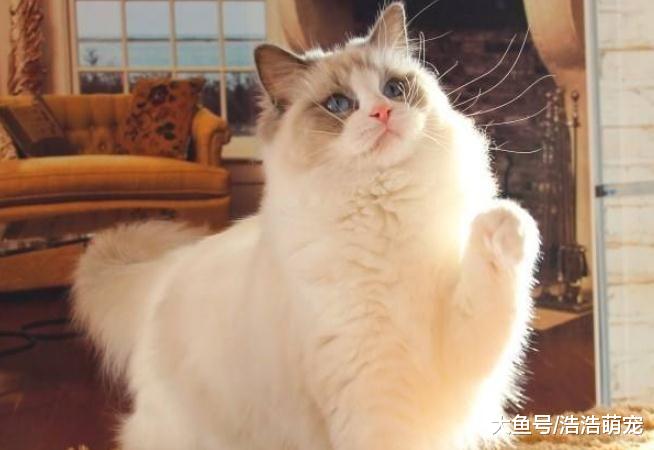 价格特别高的5种猫咪，尤其是第5种，它的价格堪比小汽车