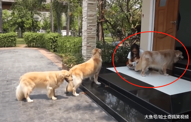 4只金毛在门口排队，没人敢“插队”，宠主：它们都很自觉