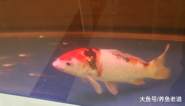 锦鲤在水族箱里饲养的密度过大，我们趁现在赶紧处理！