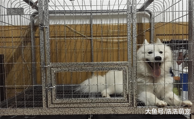 只要按下面5個步驟來，狗狗會乖乖的呆在籠子里，絕不會大吵大鬧