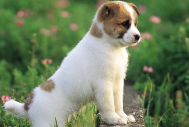 小狗狗刚到新家的时候，我们应该怎么做，它们才不会害怕呢