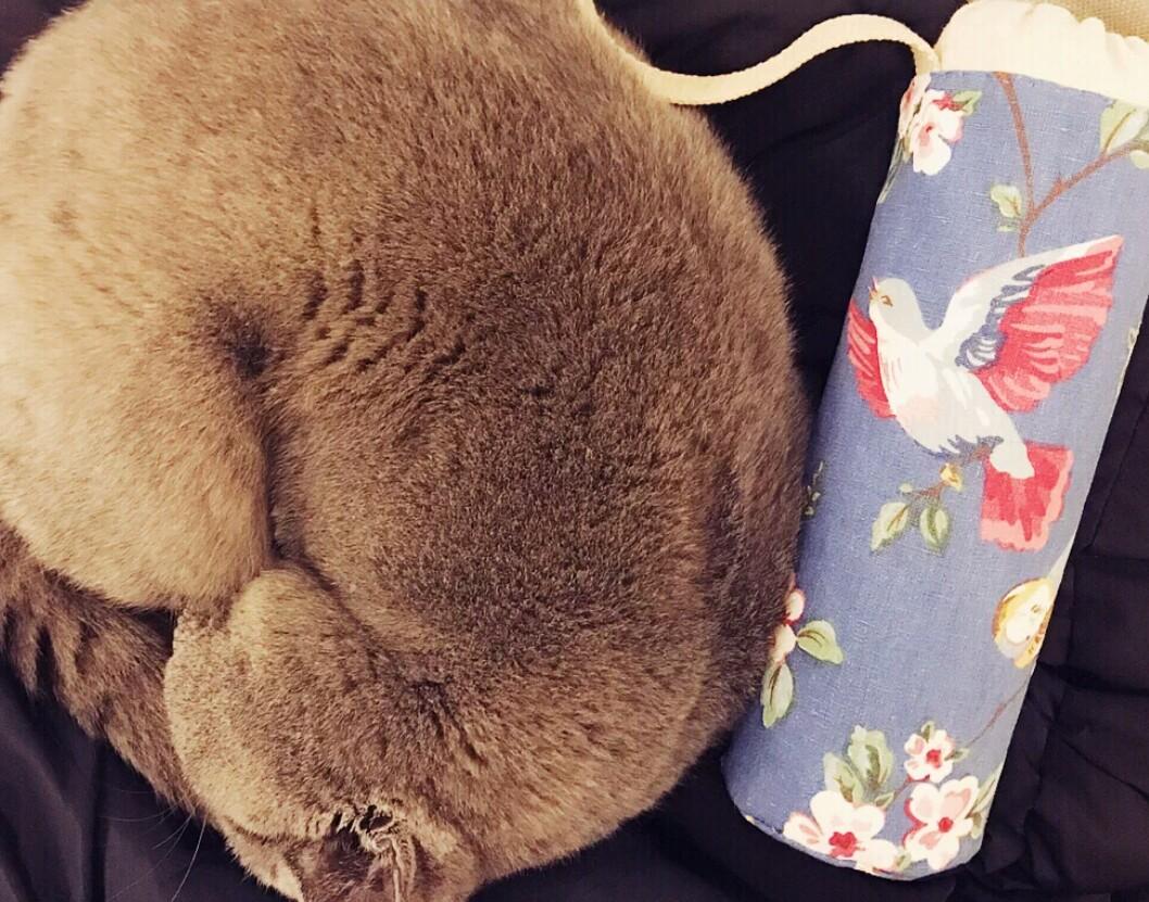 小猫咪行为怪异，铲屎官仔细观察以后，发现是该让它成家了