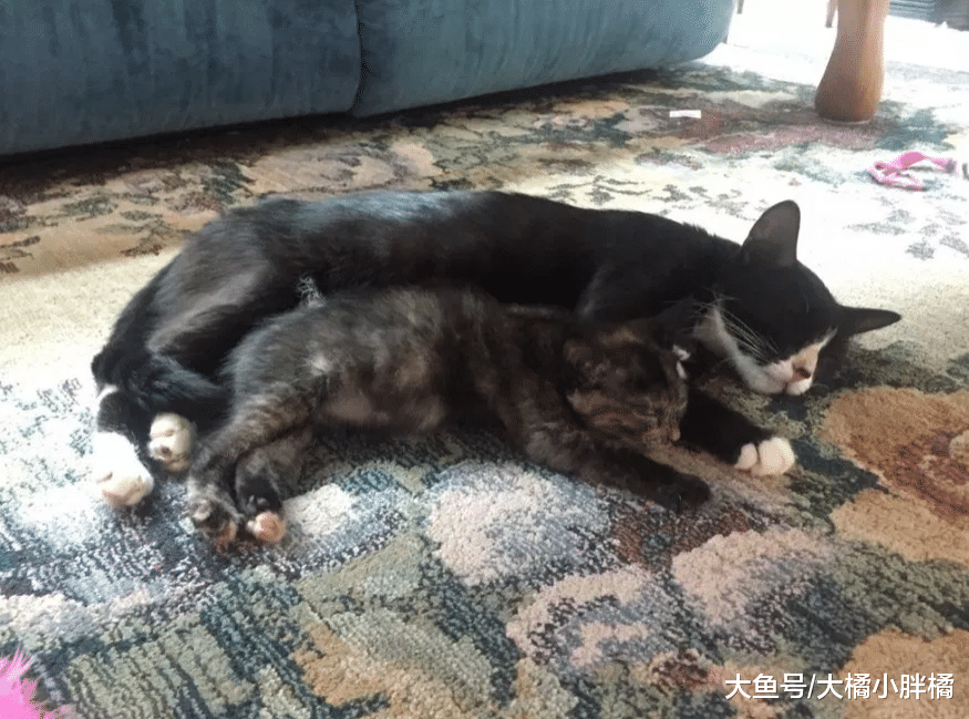 流浪猫拼命争夺食物，刚回猫窝就被9只小猫围住，难怪会如此消瘦