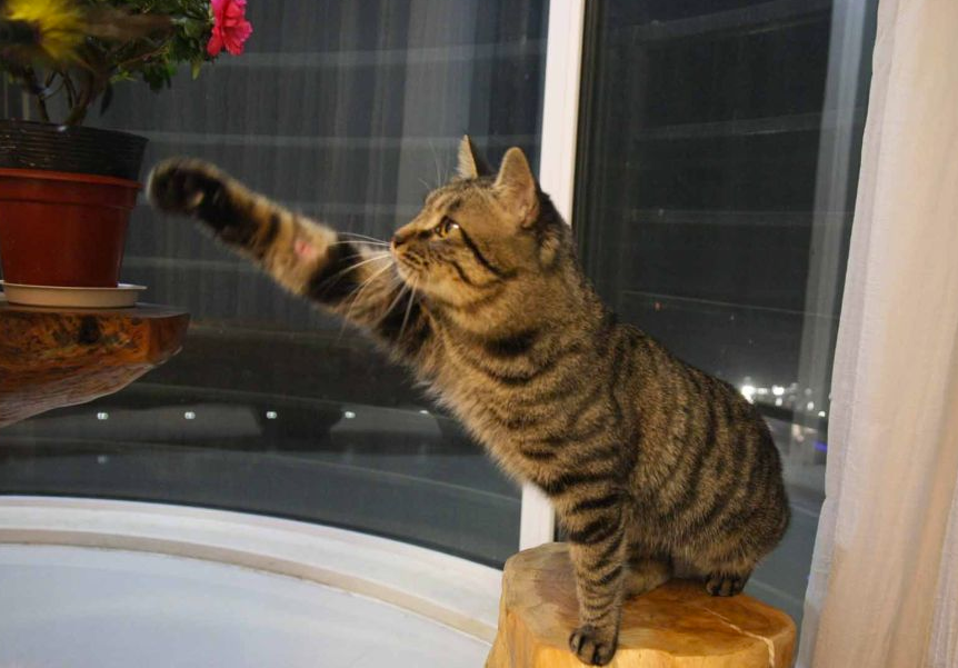 主子抱怨猫咪爱打架 猫: 是你的“教育”方式有问题!