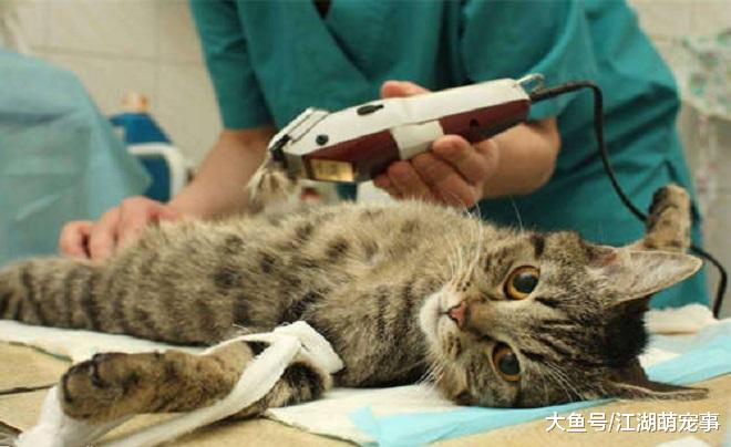 给新人养猫的6个知识点，让你更容易养猫