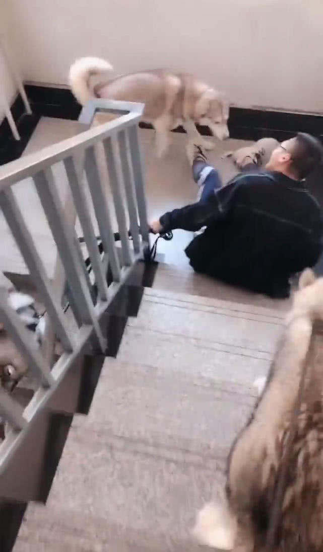 哈士奇出门太激动，直接将150斤的主人摔倒在地，网友：真的傻