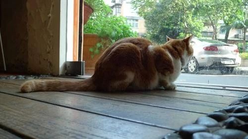 猫咪失踪后几经寻找无果，几天后却传来让他无法接受的噩耗