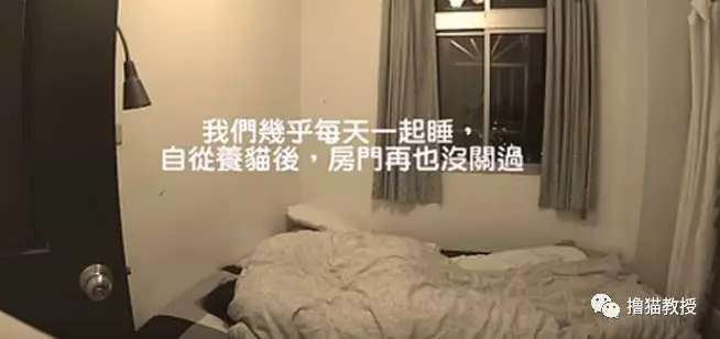 想知道晚上睡着后猫在干什么，铲屎官装上摄像头拍下了猫咪的神秘夜生活