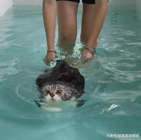 女主人逼迫肥猫洗澡，肥猫最后上岸后，这眼神已经说明了一切！