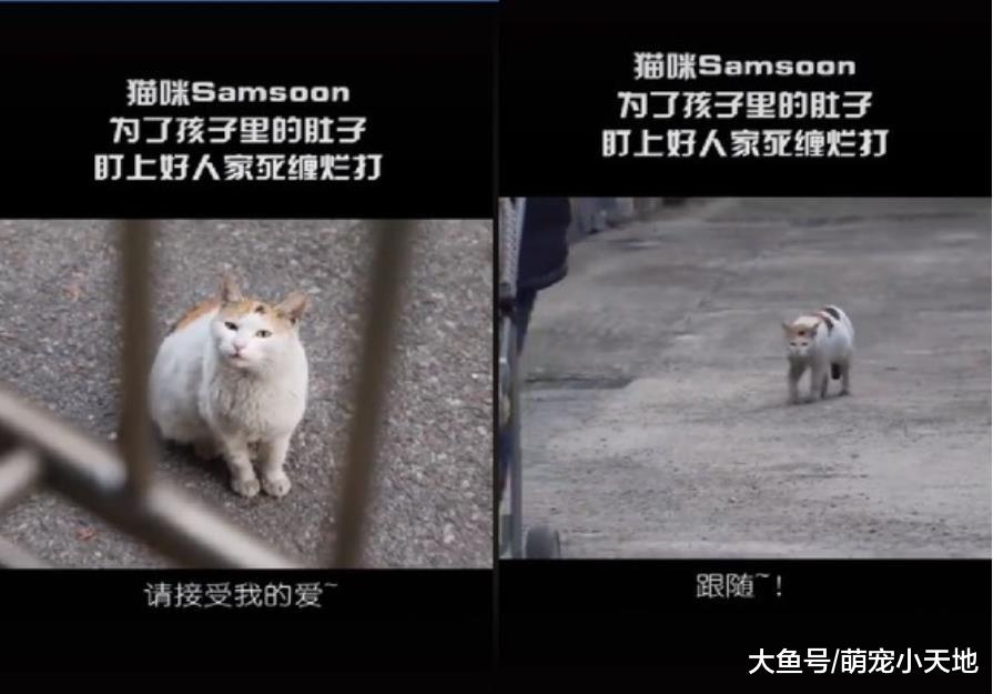 流浪猫天天到窗户报到， 好心住户被迫收编后意外当奶奶