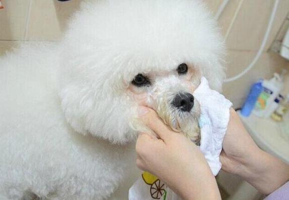 狗狗出现泪痕，多半是主人做了这5件事，自查一下吧