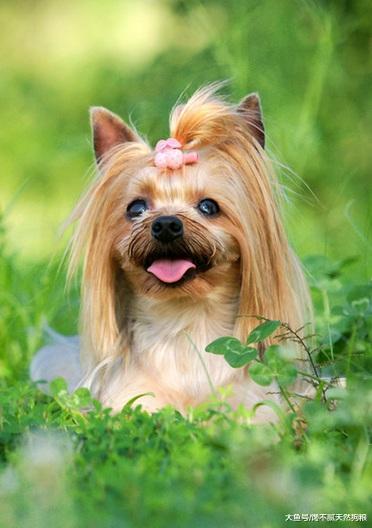 盘点10大最受欢迎狗狗，你家的榜上有名吗？