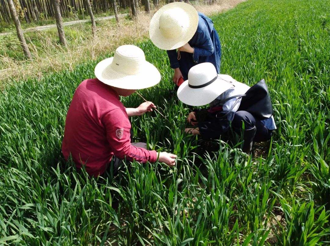 农民和园丁讨厌的红蜘蛛是情商极高的虫子，不需要父亲就可以生殖