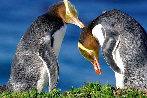 地球上10大濒危物种，白鳍豚和中华鲟均上榜，你见过吗？