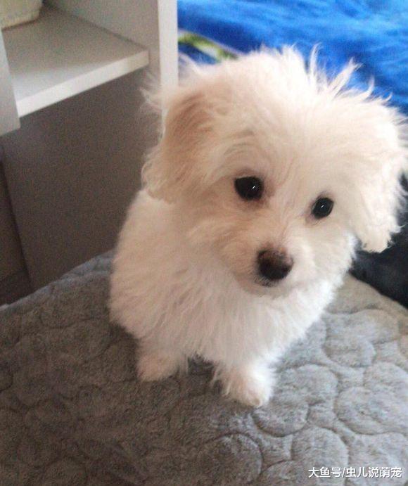 打扮一下還挺漂亮的嘛！比熊犬：我就是懶得弄！