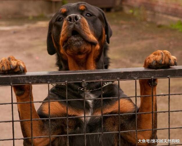 飼養羅威納犬，記住這“5不要”，一生受益！