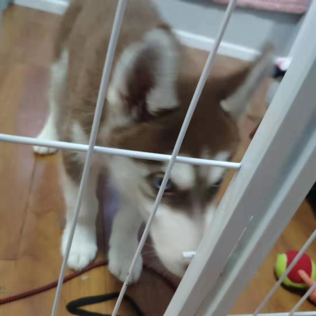 我给二哈打扫狗窝，二哈把我关进了笼子里，它还在外面笑我