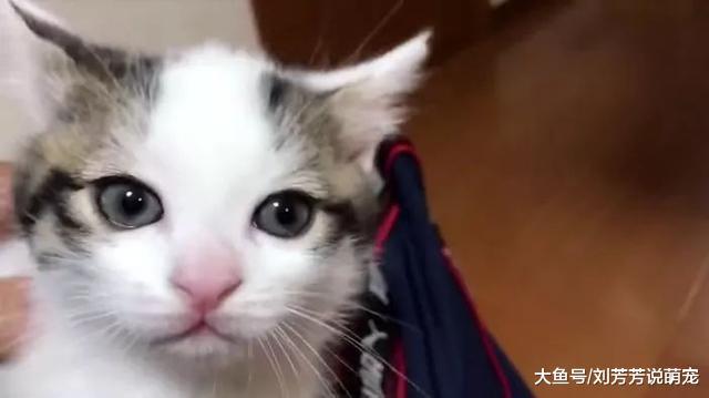 喵：再不开门，我们一家四口就把你的门挠废了……