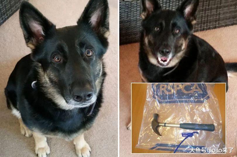 英71岁前法官用锤子打死狗引众怒，近3万人联名请愿：重判！