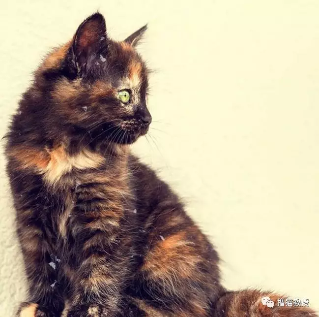 流浪小猫和消防员相亲相爱四年后，最近被一封匿名信打破了幸福