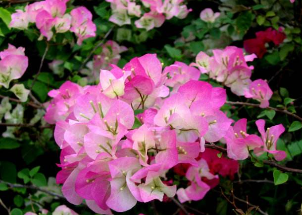 三角梅是一种大花量的植物，并且它的花色种类丰富，十分受人喜爱