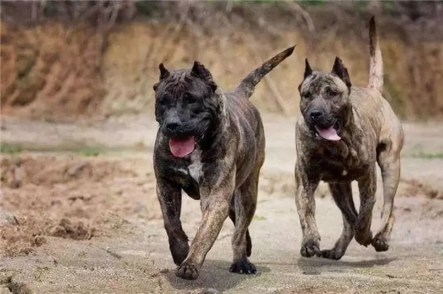 世界咬死人记录最多的三种恶犬：中国一犬上榜，被它咬住非死即伤