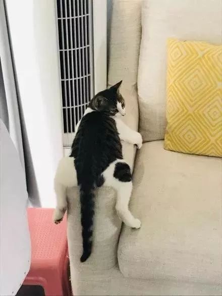 南方猫VS北方猫，过冬的正确打开方式