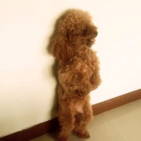 狗乱尿尿被主人罚站，被罚后朝主人做鬼脸，最后一只站着睡着了！