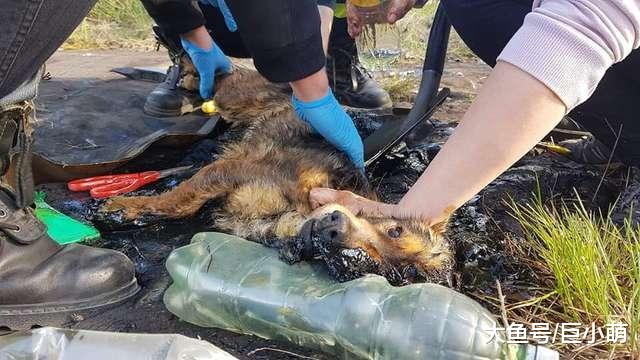 狗狗被沥青粘住暴晒，半边脸差点毁容，多亏了附近的工人